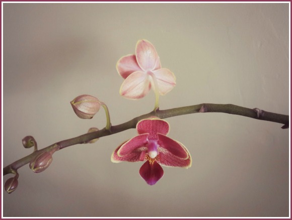 orchidee2-2.jpg